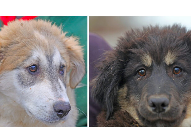 doi puiuti max si bruno asteapta sa fie luati acasa la caldura ii puteti gasi in adapostul din constanta 69773c7f07c3a