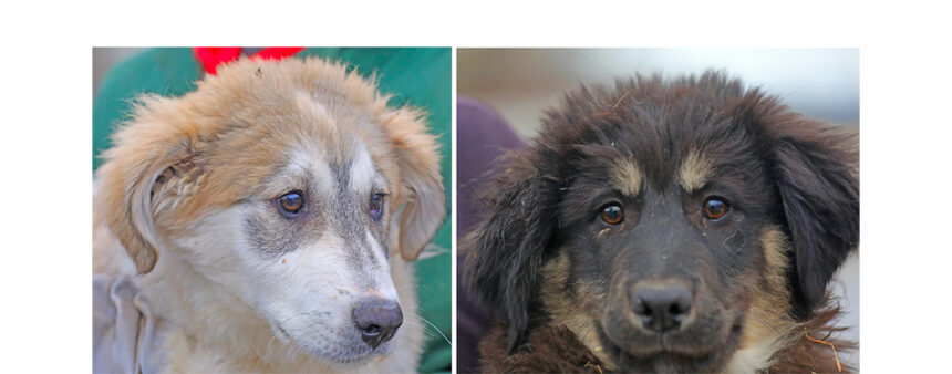 doi puiuti max si bruno asteapta sa fie luati acasa la caldura ii puteti gasi in adapostul din constanta 69773c7f07c3a