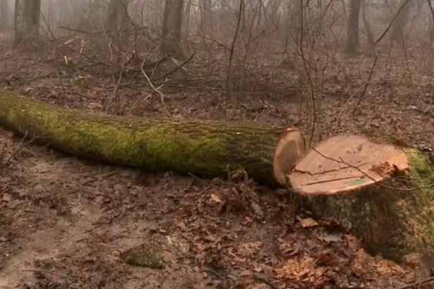 exclusiv arbori taiati ilegal la baile felix gabriel paun presedintele agent green autoritatile prind doar 1 din cazuri 697920216796b