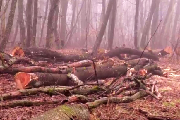 exclusiv filmul taierilor din padurea de la baile felix defrisari ilegale acoperite cu documente 69791c8a70058