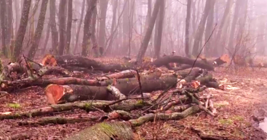 exclusiv filmul taierilor din padurea de la baile felix defrisari ilegale acoperite cu documente 69791c8a70058