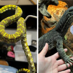 foto crescatorie ilegala de serpi varani testose si tarantule muscatura uneia dintre vipere este mortala 69691402f3acd