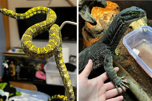 foto crescatorie ilegala de serpi varani testose si tarantule muscatura uneia dintre vipere este mortala 69691402f3acd