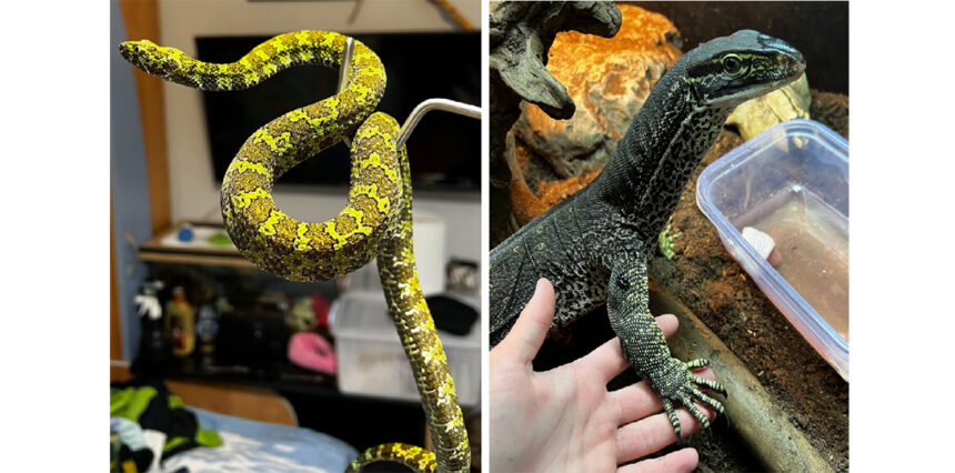 foto crescatorie ilegala de serpi varani testose si tarantule muscatura uneia dintre vipere este mortala 69691402f3acd