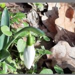 foto primii ghiocei din parcul national muntii macinului i au intampinat pe drumeti chiar la inceput de an 6958251c74914