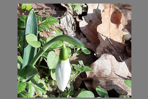 foto primii ghiocei din parcul national muntii macinului i au intampinat pe drumeti chiar la inceput de an 6958251c74914