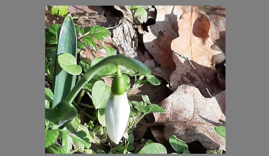 foto primii ghiocei din parcul national muntii macinului i au intampinat pe drumeti chiar la inceput de an 6958251c74914