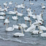 foto video spectacol la malul marii in eforie sud zeci de lebede vin pe plaja unde sunt hranite de localnici 6974ededb613b