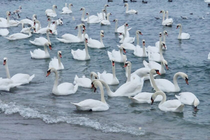 foto video spectacol la malul marii in eforie sud zeci de lebede vin pe plaja unde sunt hranite de localnici 6974ededb613b