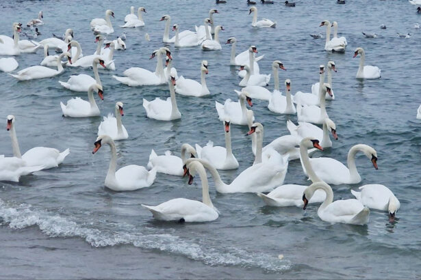 foto video spectacol la malul marii in eforie sud zeci de lebede vin pe plaja unde sunt hranite de localnici 6974ededb613b
