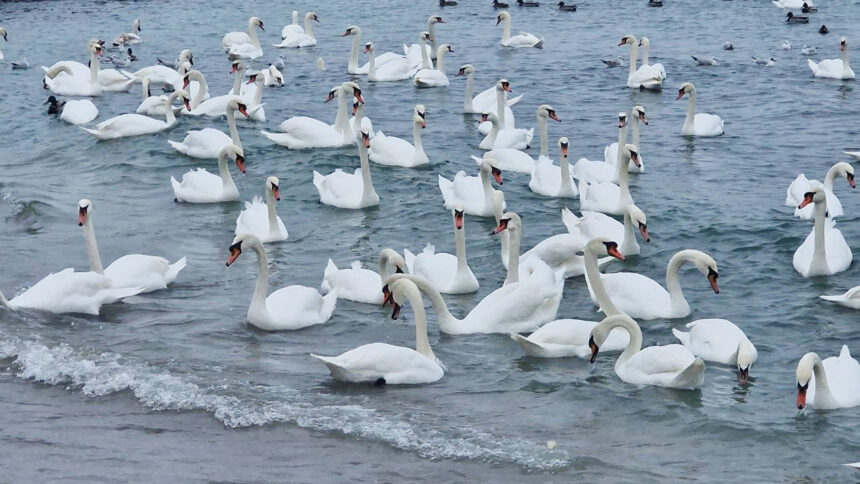 foto video spectacol la malul marii in eforie sud zeci de lebede vin pe plaja unde sunt hranite de localnici 6974ededb613b
