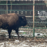 foto video un pui de bizon de 7 luni noua atractie a complexului muzeal pentru stiinte ale naturii constanta 6970eed39224c