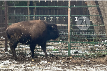 foto video un pui de bizon de 7 luni noua atractie a complexului muzeal pentru stiinte ale naturii constanta 6970eed39224c