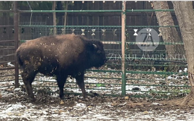 foto video un pui de bizon de 7 luni noua atractie a complexului muzeal pentru stiinte ale naturii constanta 6970eed39224c