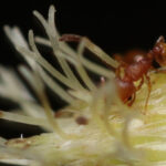 furnica electrica din america de sud se raspandeste in franta insecta poate provoca socuri anafilactice si daune majore 69667a136923a