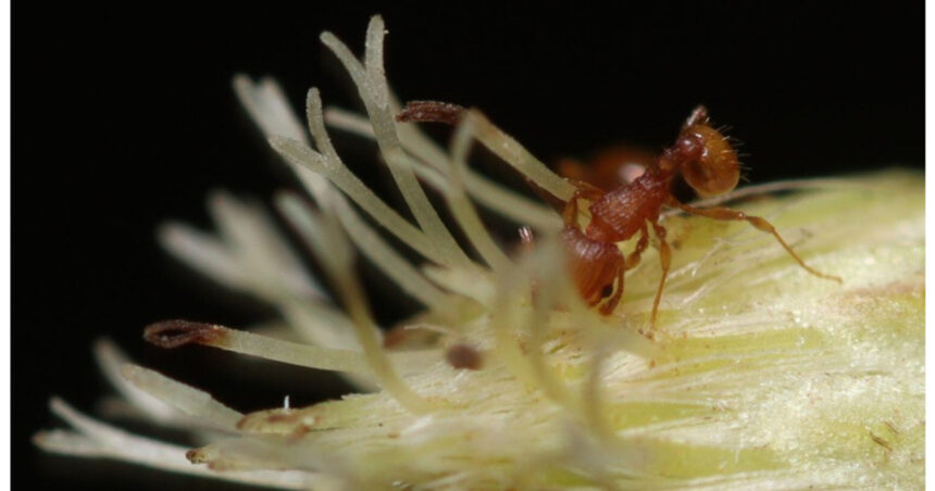 furnica electrica din america de sud se raspandeste in franta insecta poate provoca socuri anafilactice si daune majore 69667a136923a