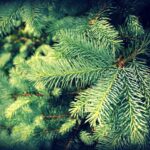 iata unde puteti duce brazii de craciun pentru reciclare in constanta primaria a publicat punctele de colectare 695f818e1f92f