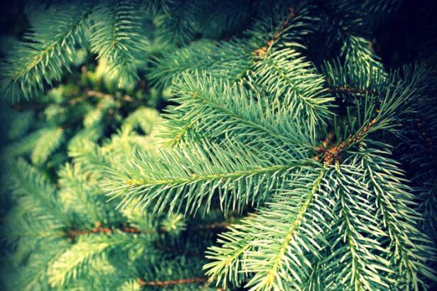 iata unde puteti duce brazii de craciun pentru reciclare in constanta primaria a publicat punctele de colectare 695f818e1f92f