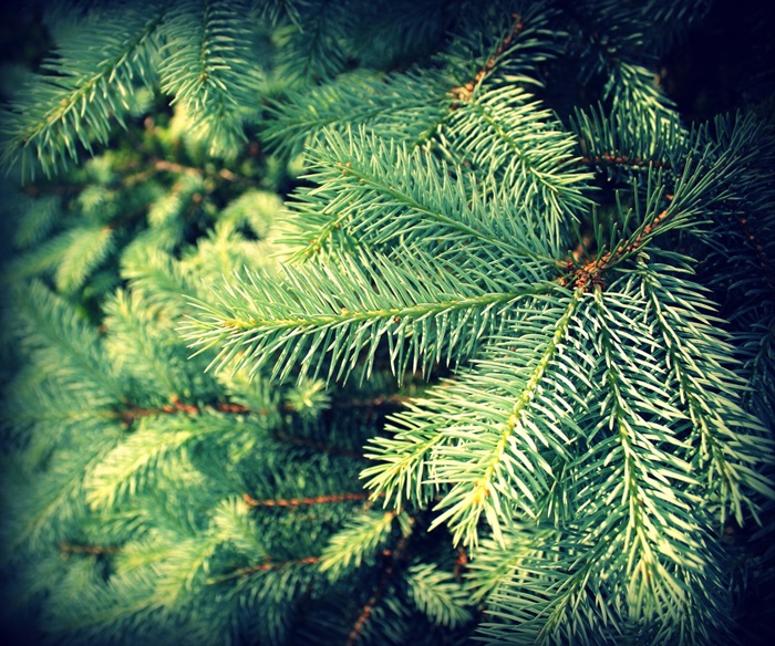 iata unde puteti duce brazii de craciun pentru reciclare in constanta primaria a publicat punctele de colectare 695f818e1f92f