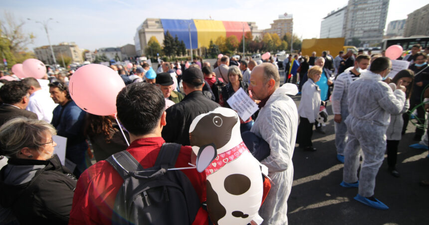 medicii veterinari protesteaza astazi in piata victoriei fata de reducerea finantarii serviciilor sanitar veterinare 69775e0ebe5eb