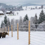 mii de kilometri de garduri electrice vor fi instalate in localitatile din romania unde ursii fac probleme anuntul dianei buzoianu 6973822a100d4