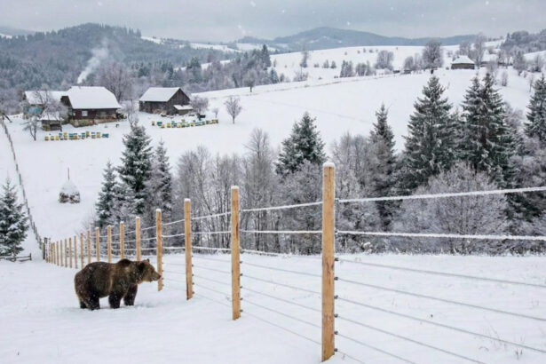 mii de kilometri de garduri electrice vor fi instalate in localitatile din romania unde ursii fac probleme anuntul dianei buzoianu 6973822a100d4