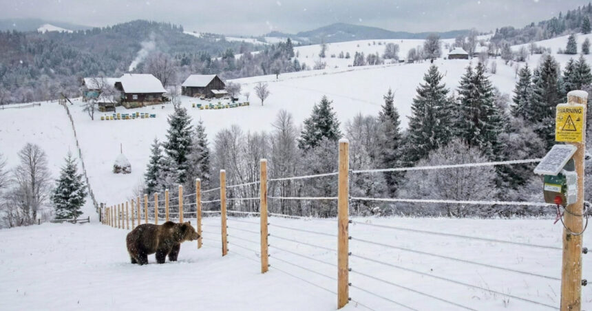 mii de kilometri de garduri electrice vor fi instalate in localitatile din romania unde ursii fac probleme anuntul dianei buzoianu 6973822a100d4