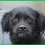 peste 200 de catei adoptati in constanta de la adapostul public in 2025 ce spun reprezentantii primariei 6960e823857e0