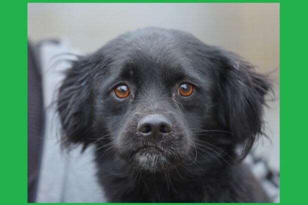 peste 200 de catei adoptati in constanta de la adapostul public in 2025 ce spun reprezentantii primariei 6960e823857e0