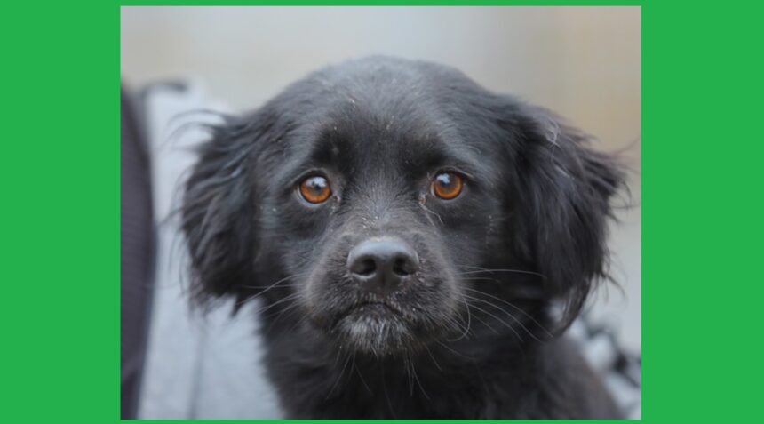 peste 200 de catei adoptati in constanta de la adapostul public in 2025 ce spun reprezentantii primariei 6960e823857e0