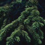 puncte de colectare a brazilor de craciun amenajate la constanta 6960ab3830423