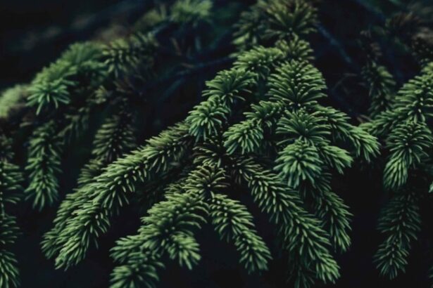 puncte de colectare a brazilor de craciun amenajate la constanta 6960ab3830423