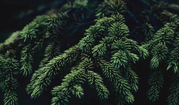 puncte de colectare a brazilor de craciun amenajate la constanta 6960ab3830423