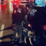 razii de amploare in medgidia cainele tessa in teren alaturi de politisti 695aa15e5723f