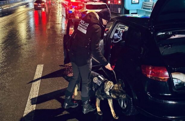 razii de amploare in medgidia cainele tessa in teren alaturi de politisti 695aa15e5723f