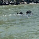 scafandrii au reluat cautarile minorei din movilita care ar fi cazut de pe podul rutier de la agigea 6974d1c7d2ec6