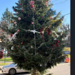 situatie scandaloasa in valcea bradul de craciun din centrul unui oras a fost taiat din cimitir de la mormantul unui localnic 695a91cb4775d