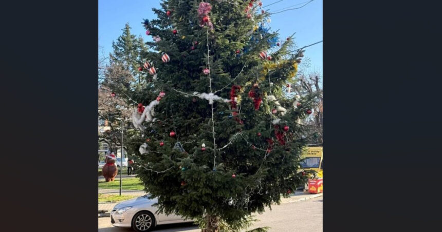 situatie scandaloasa in valcea bradul de craciun din centrul unui oras a fost taiat din cimitir de la mormantul unui localnic 695a91cb4775d