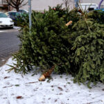 unde se arunca bradul natural de craciun dupa sarbatori ce amenzi risca persoanele care nu respecta regulile impuse de primarii 695e0b49e838c