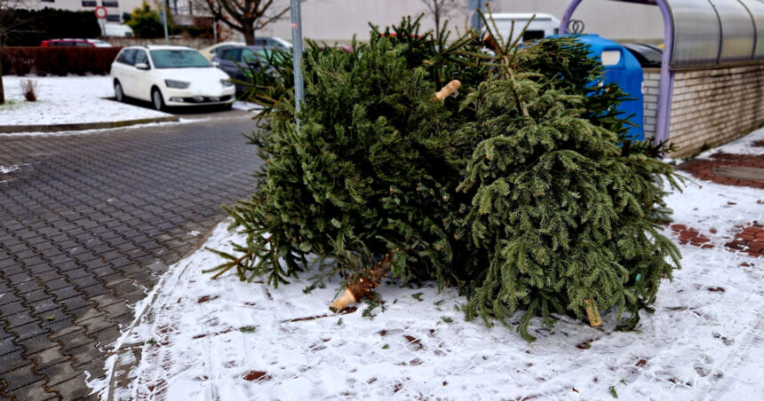 unde se arunca bradul natural de craciun dupa sarbatori ce amenzi risca persoanele care nu respecta regulile impuse de primarii 695e0b49e838c