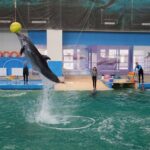 vesti noi privind delfinii cautati de autoritati pentru a fi adusi la constanta consiliul judetean tratative pentru aducerea unor marsuini din mexic 69686eb2dc2f8