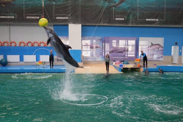 vesti noi privind delfinii cautati de autoritati pentru a fi adusi la constanta consiliul judetean tratative pentru aducerea unor marsuini din mexic 69686eb2dc2f8