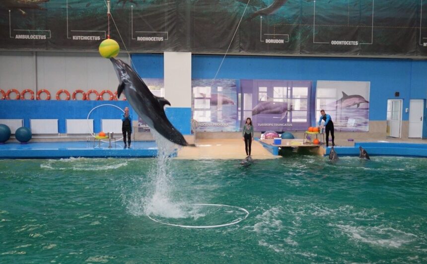 vesti noi privind delfinii cautati de autoritati pentru a fi adusi la constanta consiliul judetean tratative pentru aducerea unor marsuini din mexic 69686eb2dc2f8