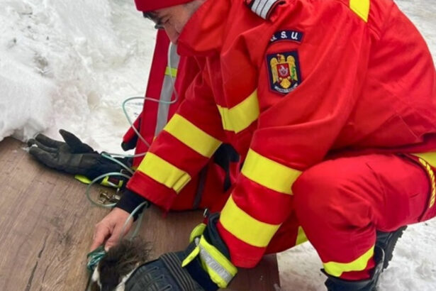 viata salvata in ultimele clipe un catel a fost scos teafar de pompieri dintr o bucatarie cuprinsa de flacari 69693573a1e17