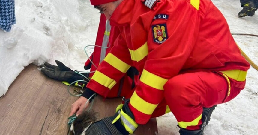 viata salvata in ultimele clipe un catel a fost scos teafar de pompieri dintr o bucatarie cuprinsa de flacari 69693573a1e17