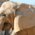 video barcelona isi ia ramas bun de la susi unul dintre cei mai longevivi elefanti din europa 69611430de3d2