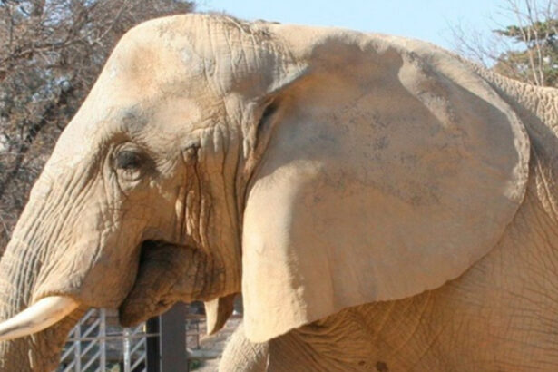 video barcelona isi ia ramas bun de la susi unul dintre cei mai longevivi elefanti din europa 69611430de3d2