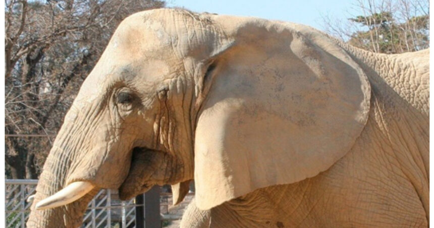 video barcelona isi ia ramas bun de la susi unul dintre cei mai longevivi elefanti din europa 69611430de3d2