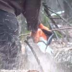 video copaci nemarcati pusi la pamant in padurea de la baile felix constatarile garzii forestiere 69779d5da91b5