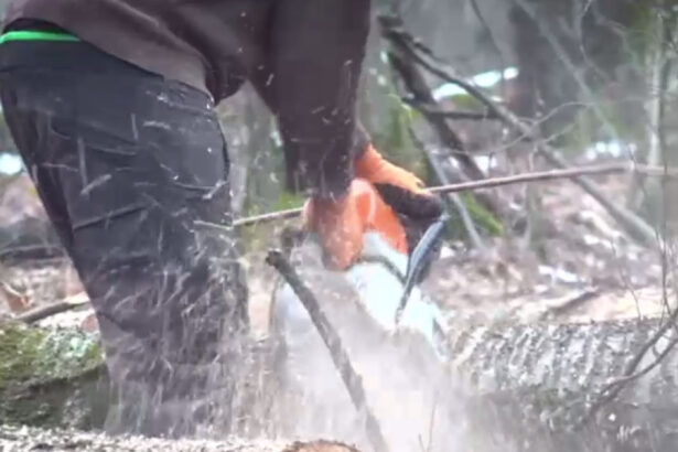 video copaci nemarcati pusi la pamant in padurea de la baile felix constatarile garzii forestiere 69779d5da91b5
